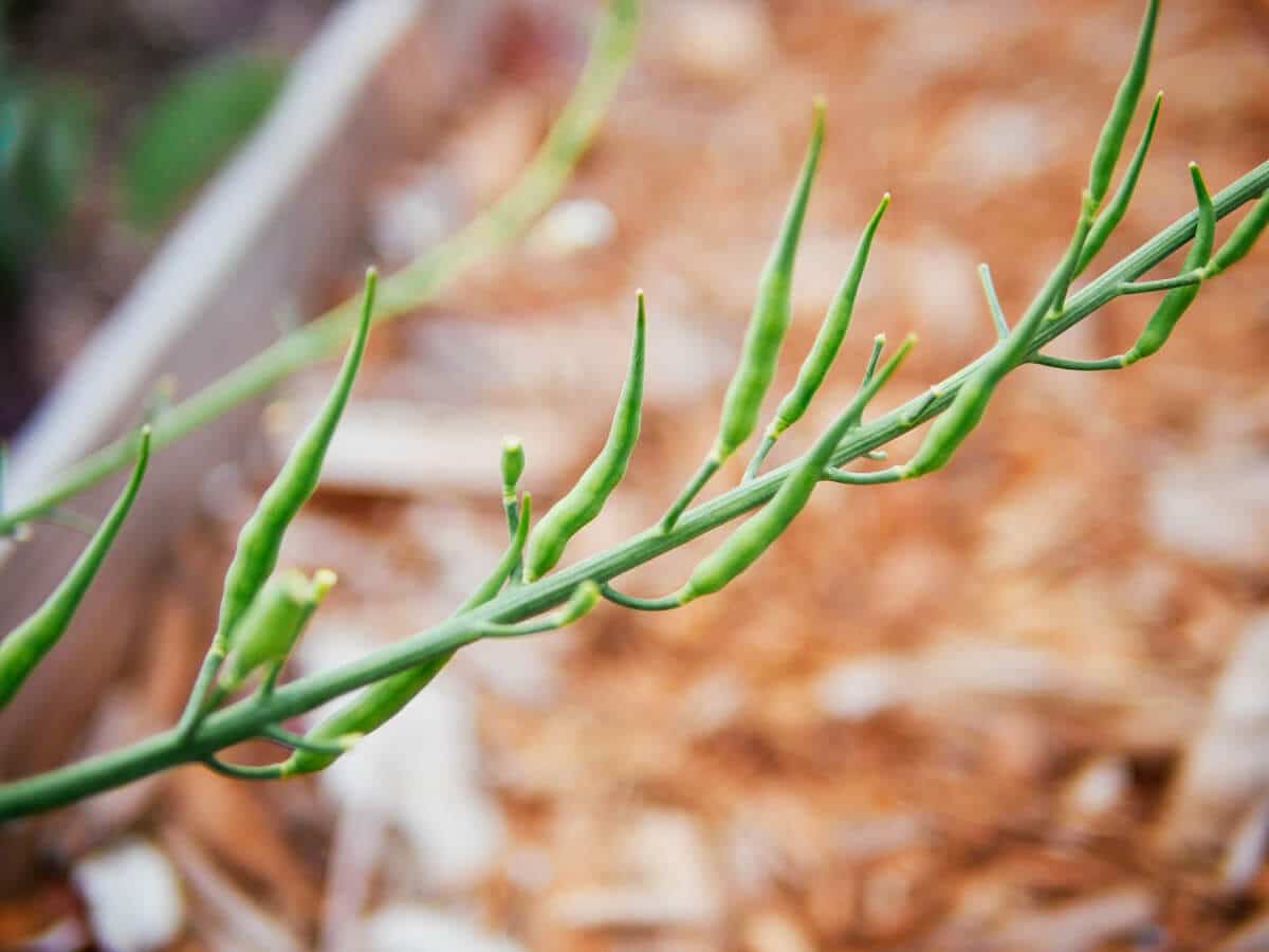 Young, tender radish seed pods