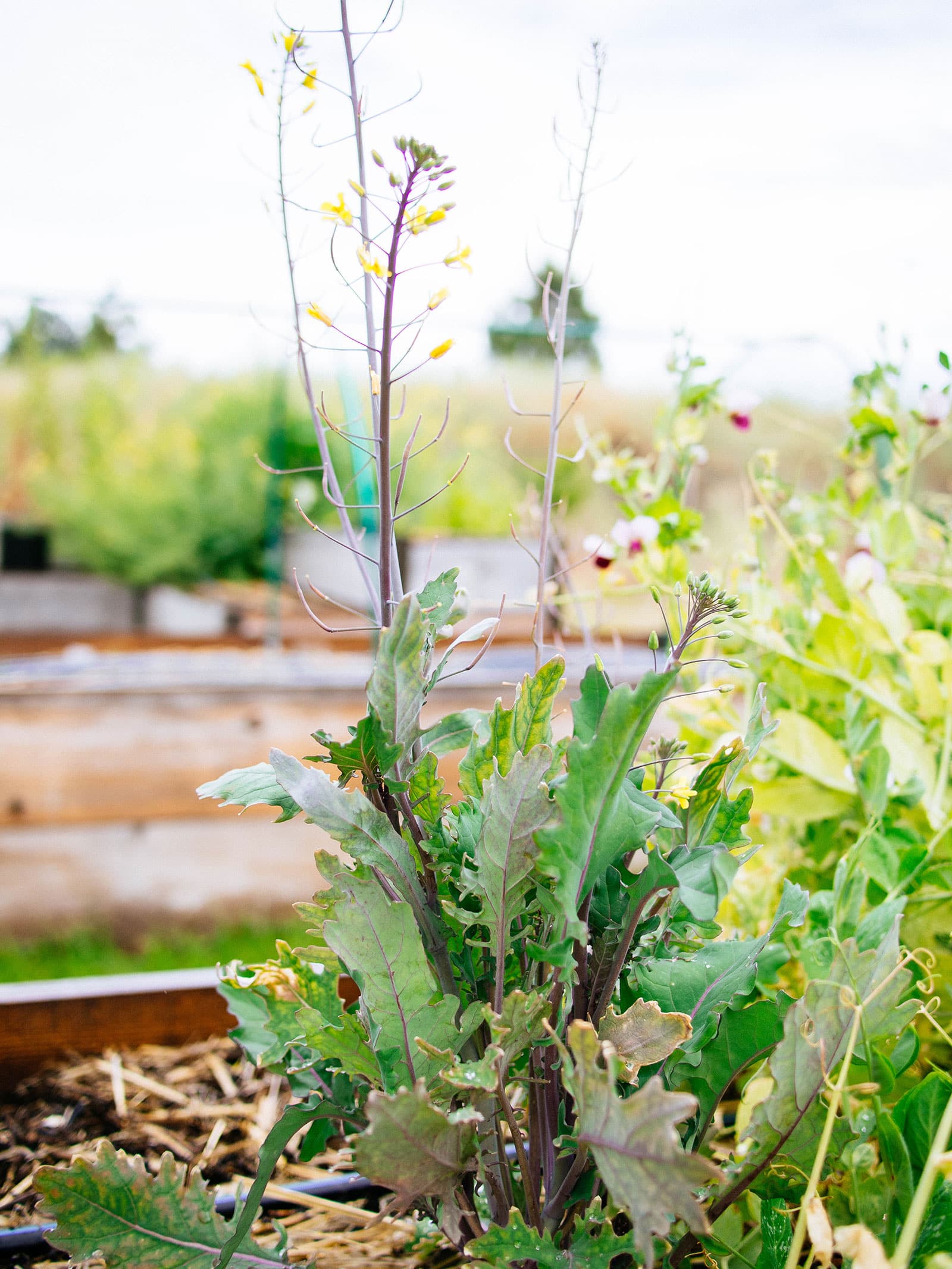 Tips to prevent vegetables from bolting this summer