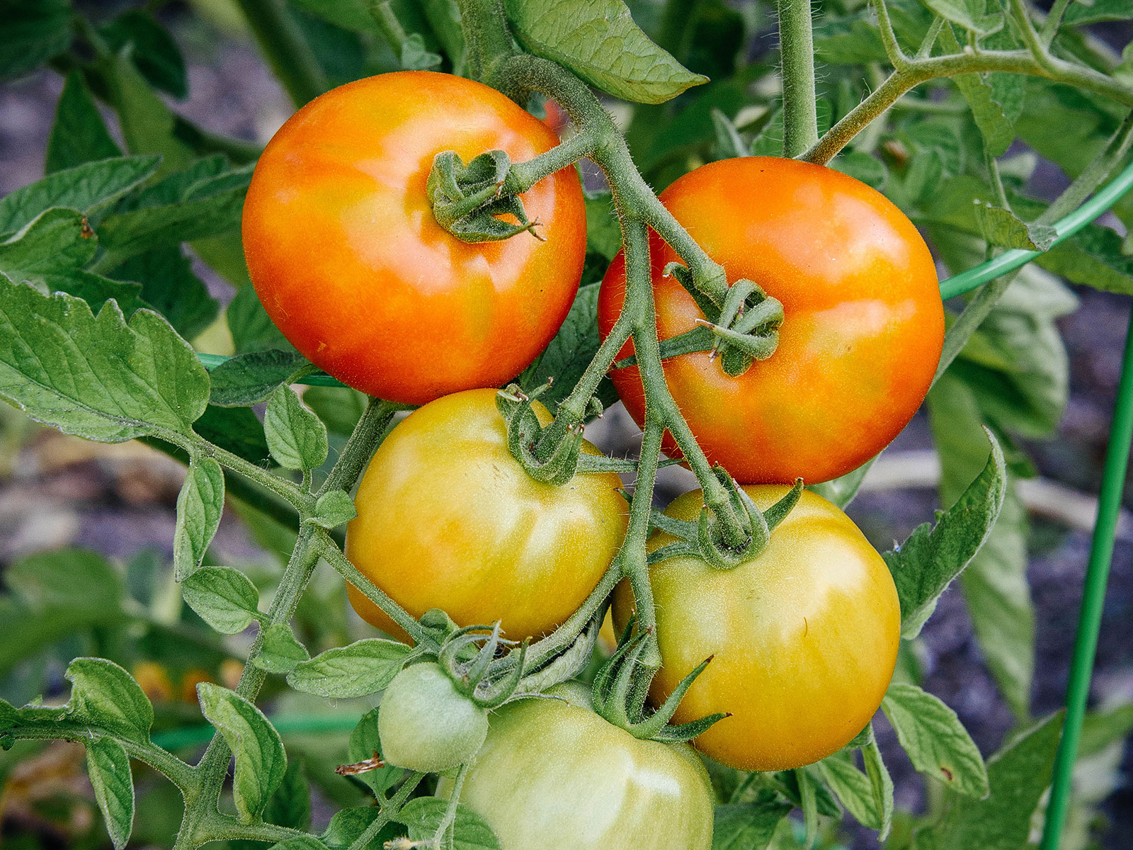 Early Girl tomatoes growing in a garden